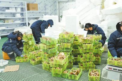 甘孜高原珍品，抢“鲜”出海扬帆