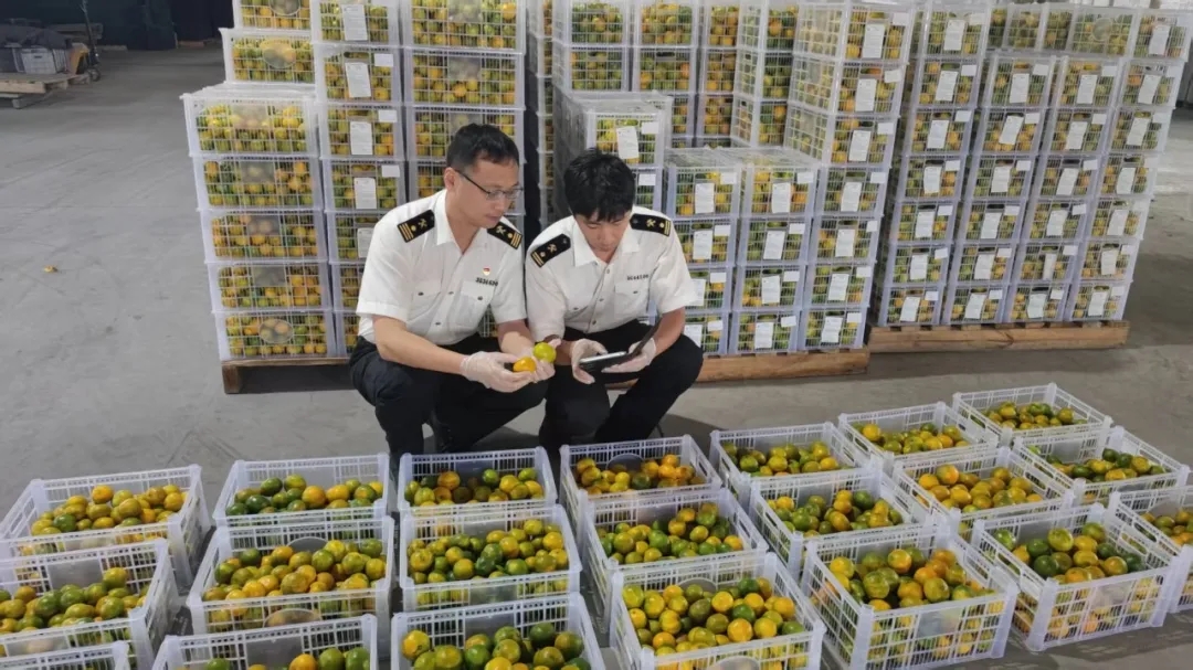 福州海关设立“绿色通道” 为福建农产品“出海”保驾护航