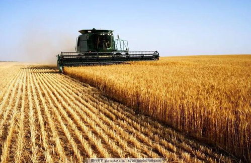 莫迪的辛酸与无奈 印度农产品出口的困境与挑战