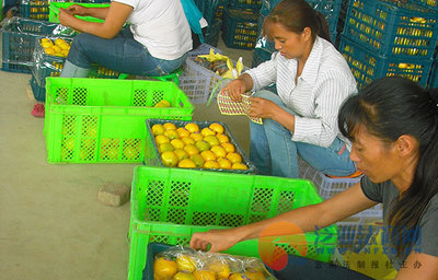 我省首个国家级出口食品农产品安全示范区挂牌 农产品出口迈上新台阶