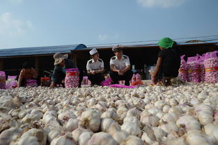 海关“送清凉”助力农产品夏日出口忙